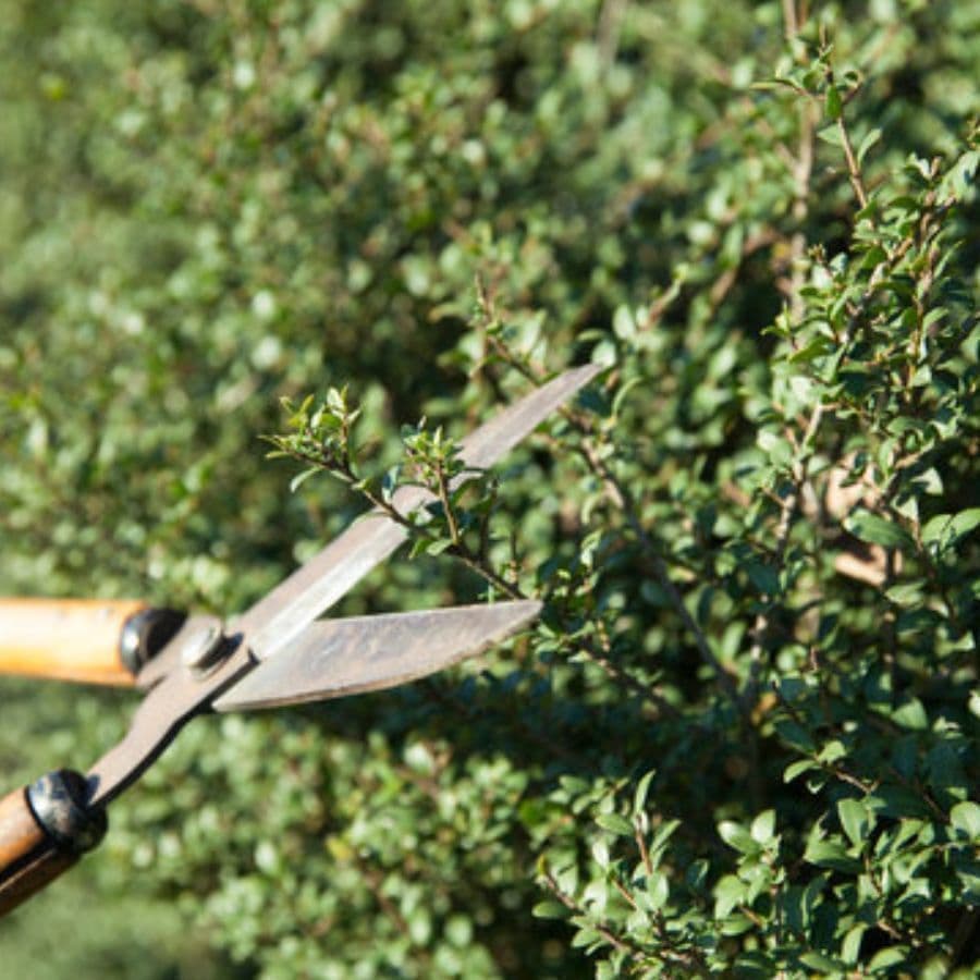 庭木剪定 安城市 | 安城市で庭木剪定ならお庭の窓口安城市