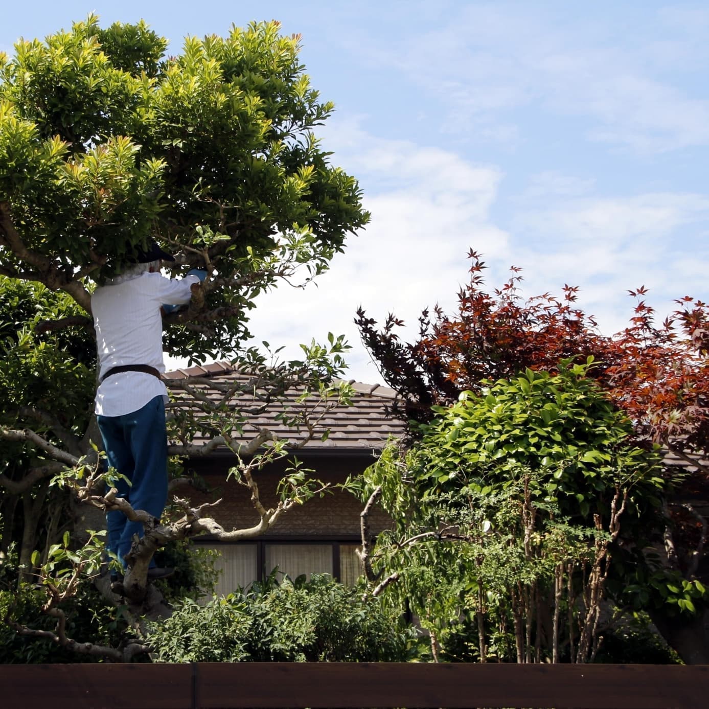 庭木伐採 安城市 | 安城市で庭木伐採ならお庭の窓口安城市