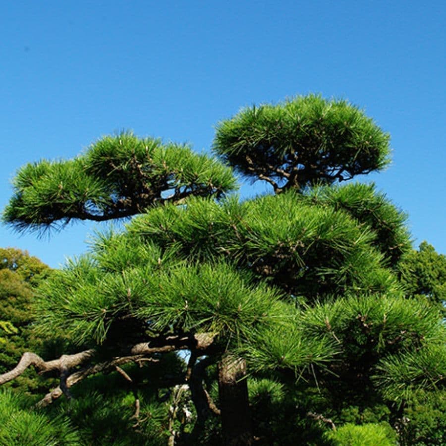 松の木剪定・伐採 安城市 | 安城市で松の木剪定・伐採ならお庭の窓口安城市