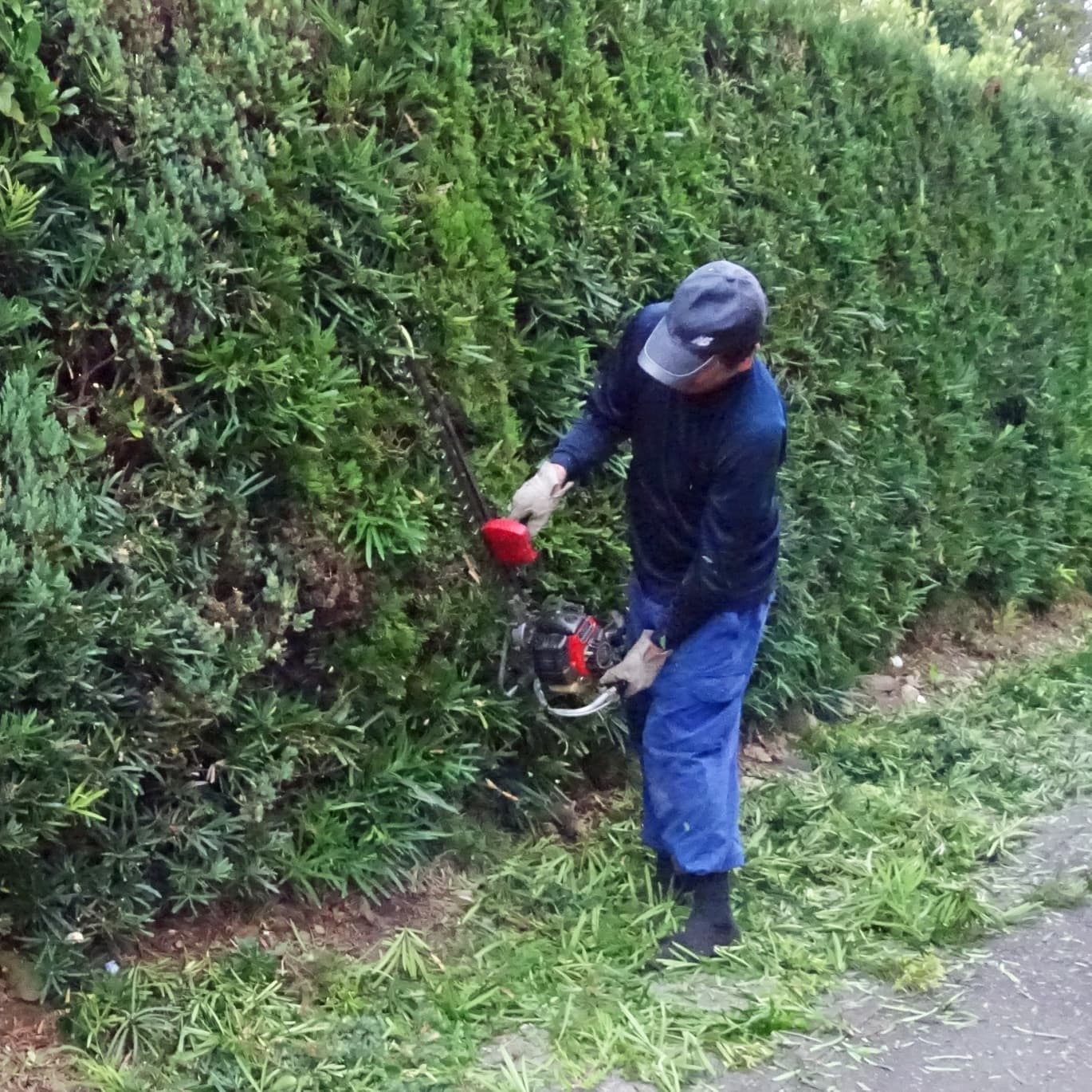 生垣剪定 安城市 | 安城市で生垣剪定ならお庭の窓口安城市
