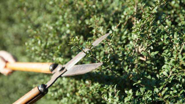 庭木剪定 安城市 | 安城市で庭木剪定ならお庭の窓口安城市