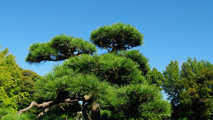 松の木剪定・伐採 安城市 | 安城市で松の木剪定・伐採ならお庭の窓口安城市