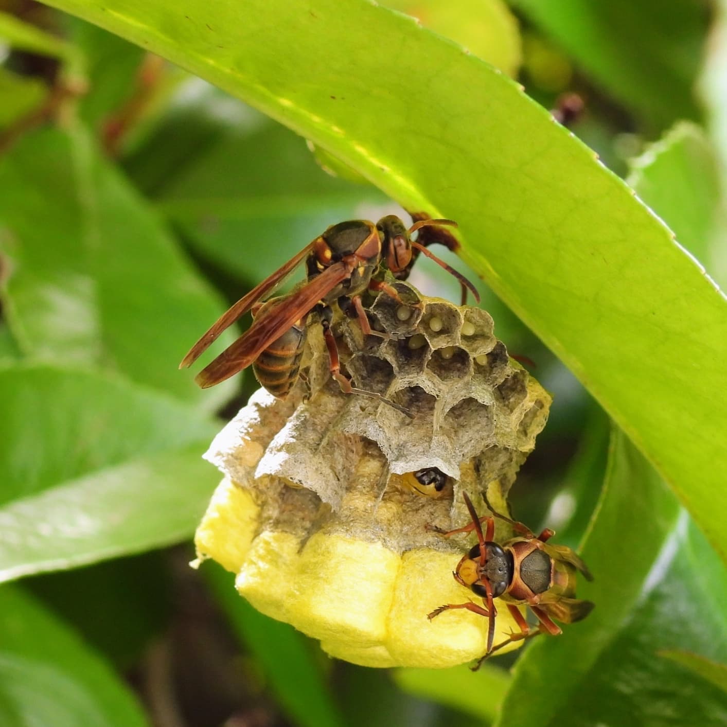 蜂の巣駆除 安城市 | 安城市で蜂の巣駆除ならお庭の窓口安城市