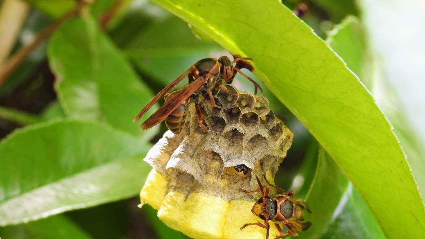 蜂の巣駆除 安城市 | 安城市で蜂の巣駆除ならお庭の窓口安城市